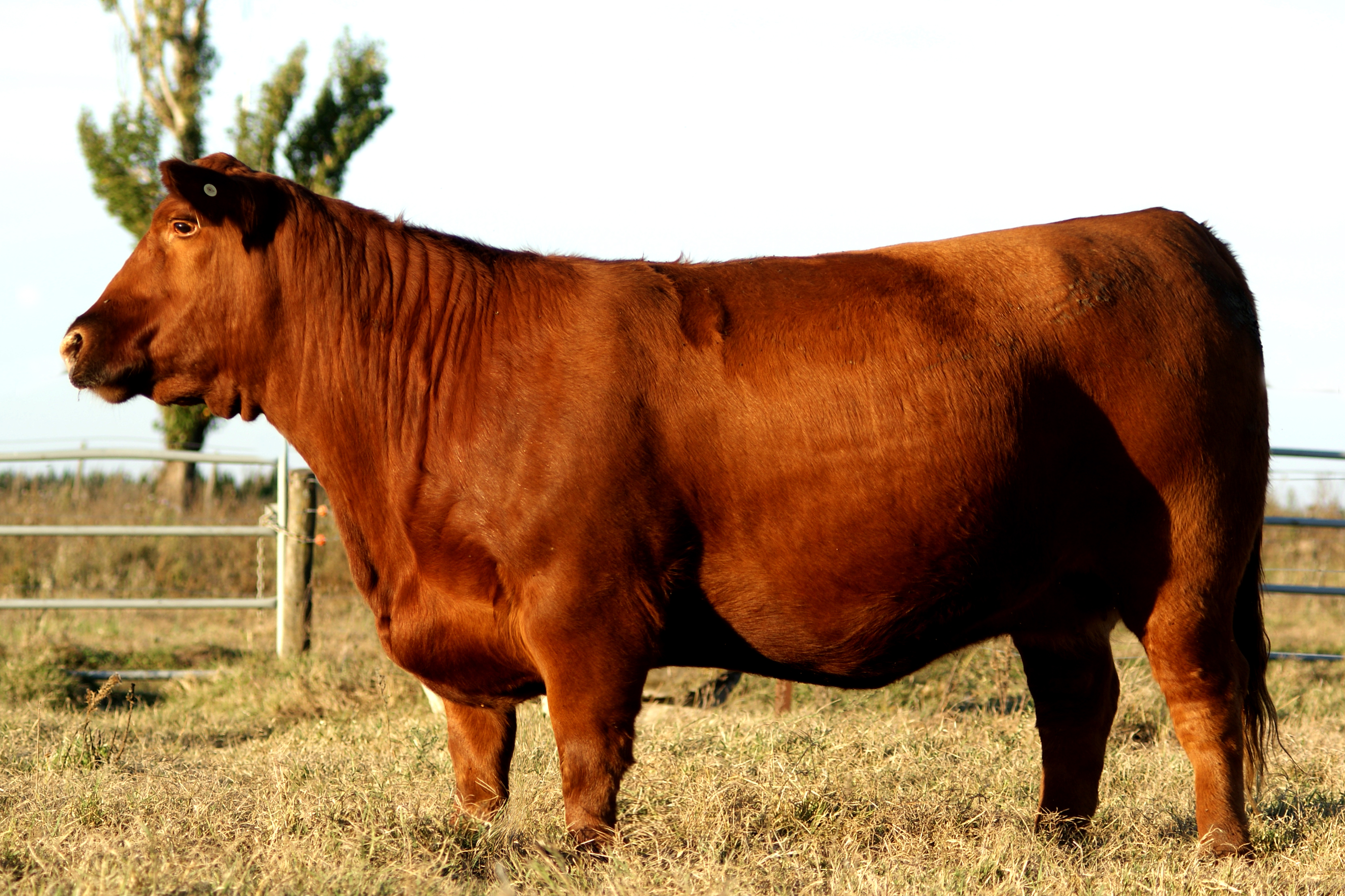 AGROMELU 4569 PELECHADA-T/E