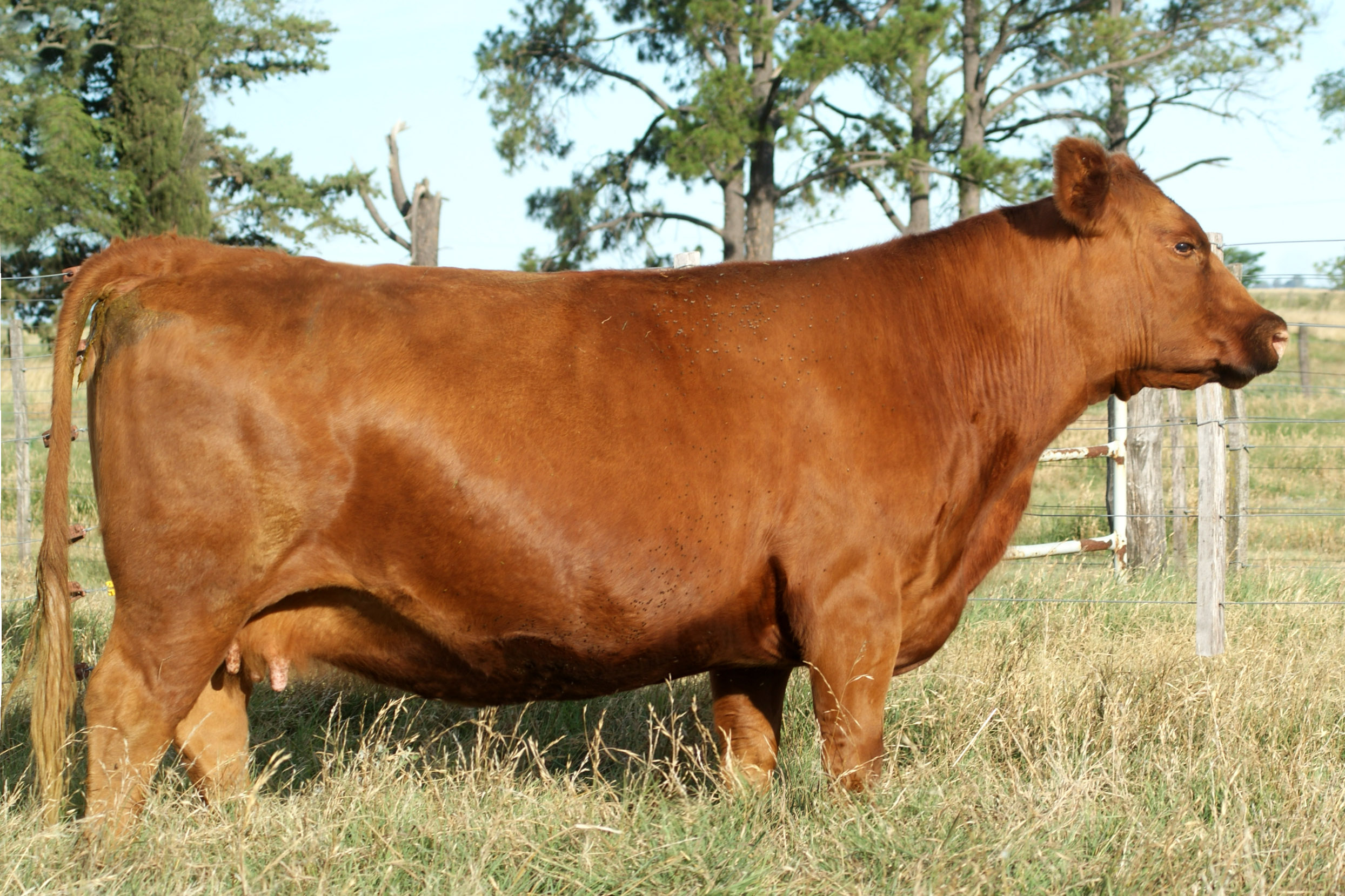 AGROMELU 4569 PELECHADA-T/E