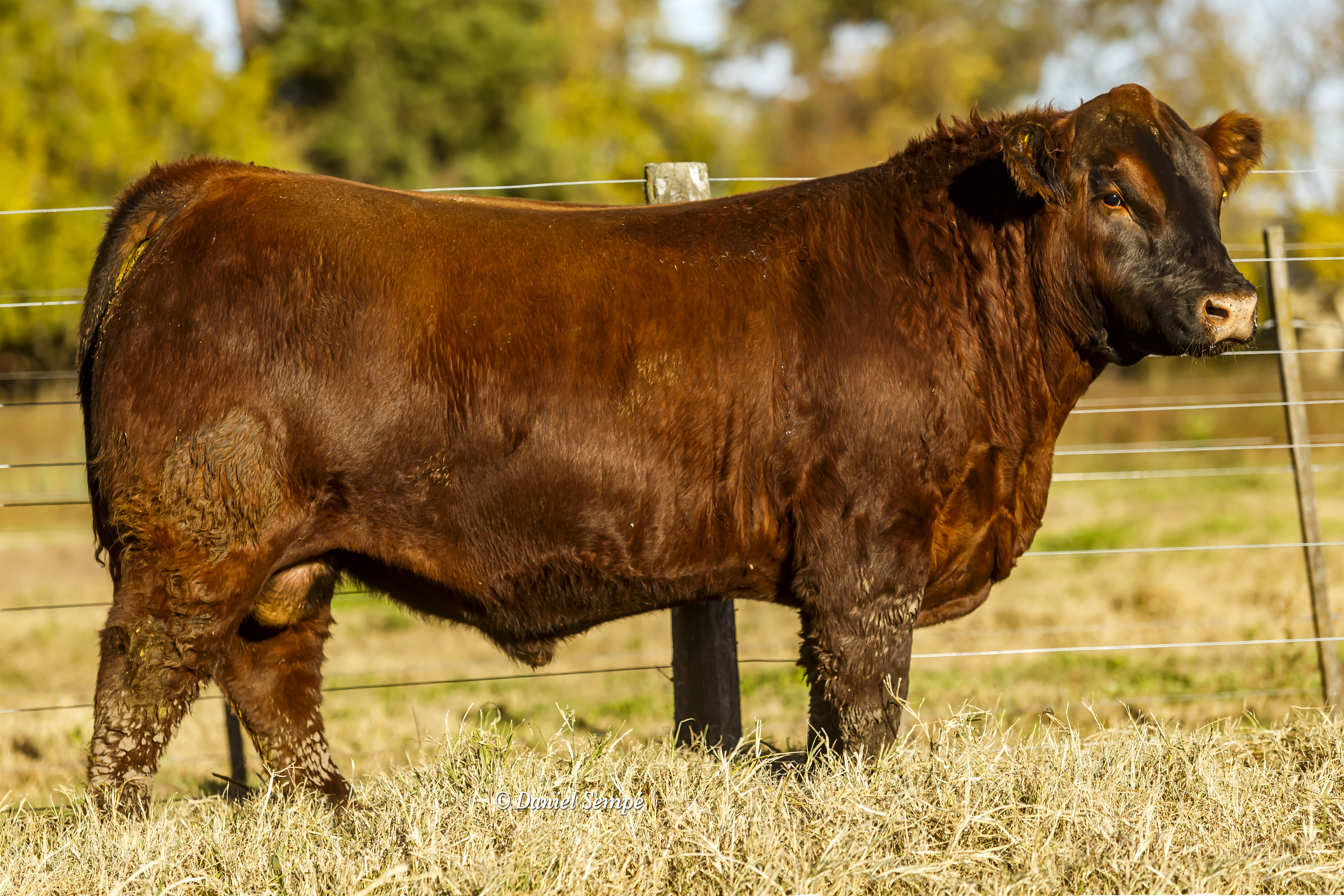 AGROMELU 4569 PELECHADA-T/E