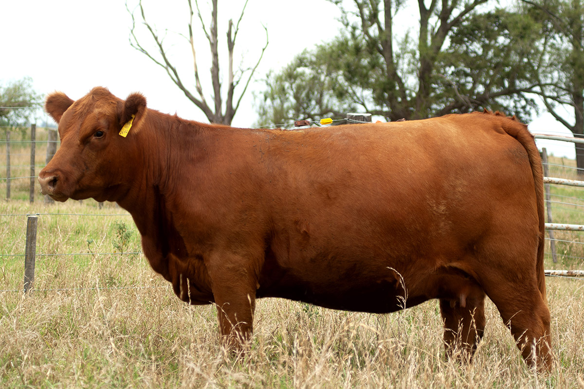 AGROMELU 4569 PELECHADA-T/E